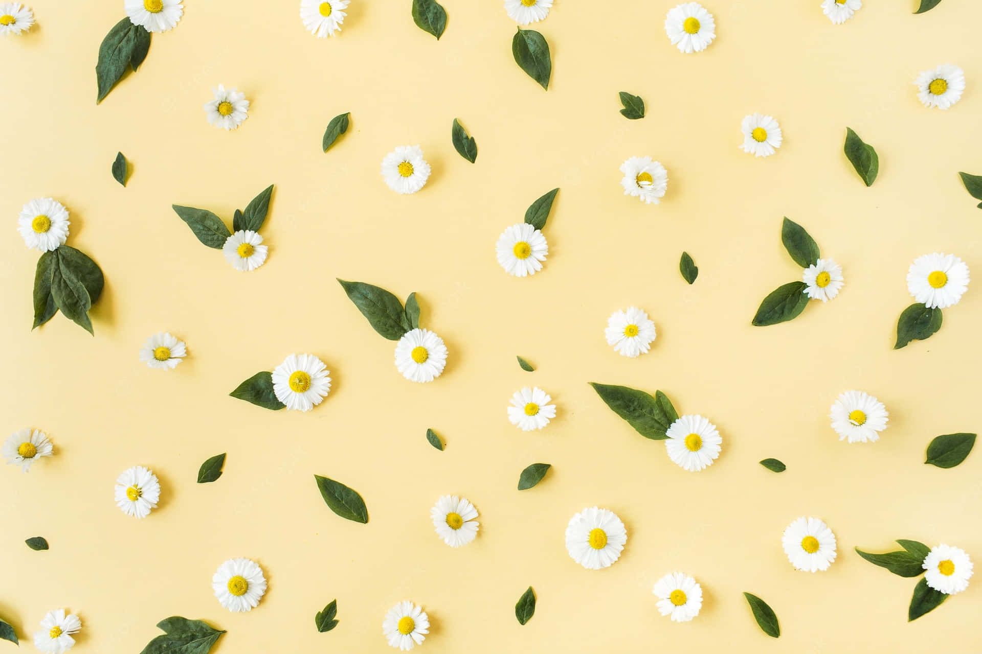 The Daisy Aesthetic Computer, Designed For A Stylish And Modern Home Background