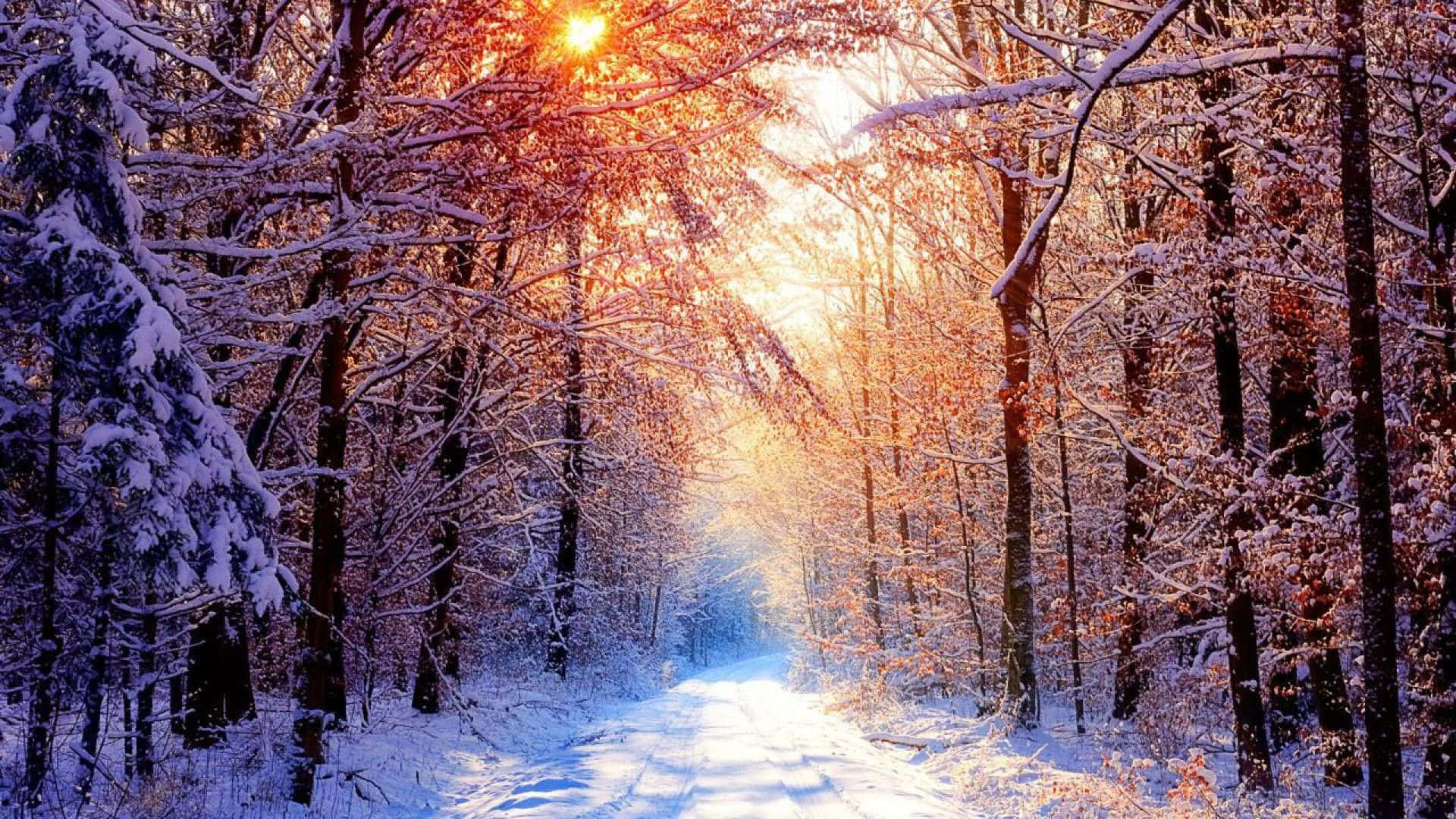 The Enchanting Beauty Of A Winter Forest Background