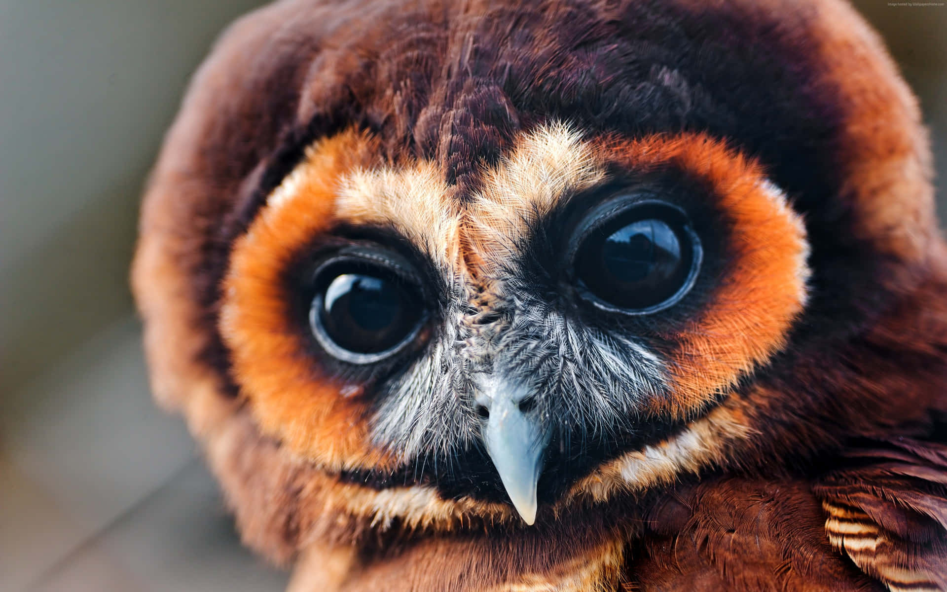 The Eyes Of National Geographic Desktop Background