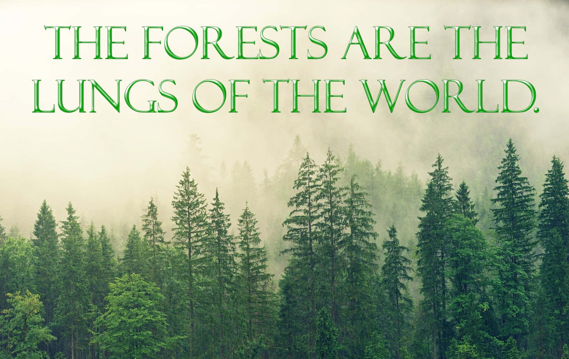 The Forests Are The Lungs Of The World Background
