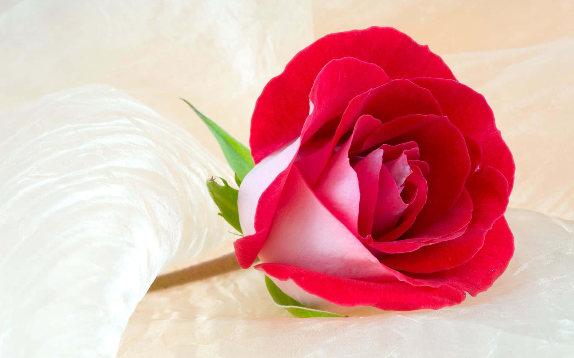 The Fragrant Beauty Of A Colorful Garden Of Roses Background