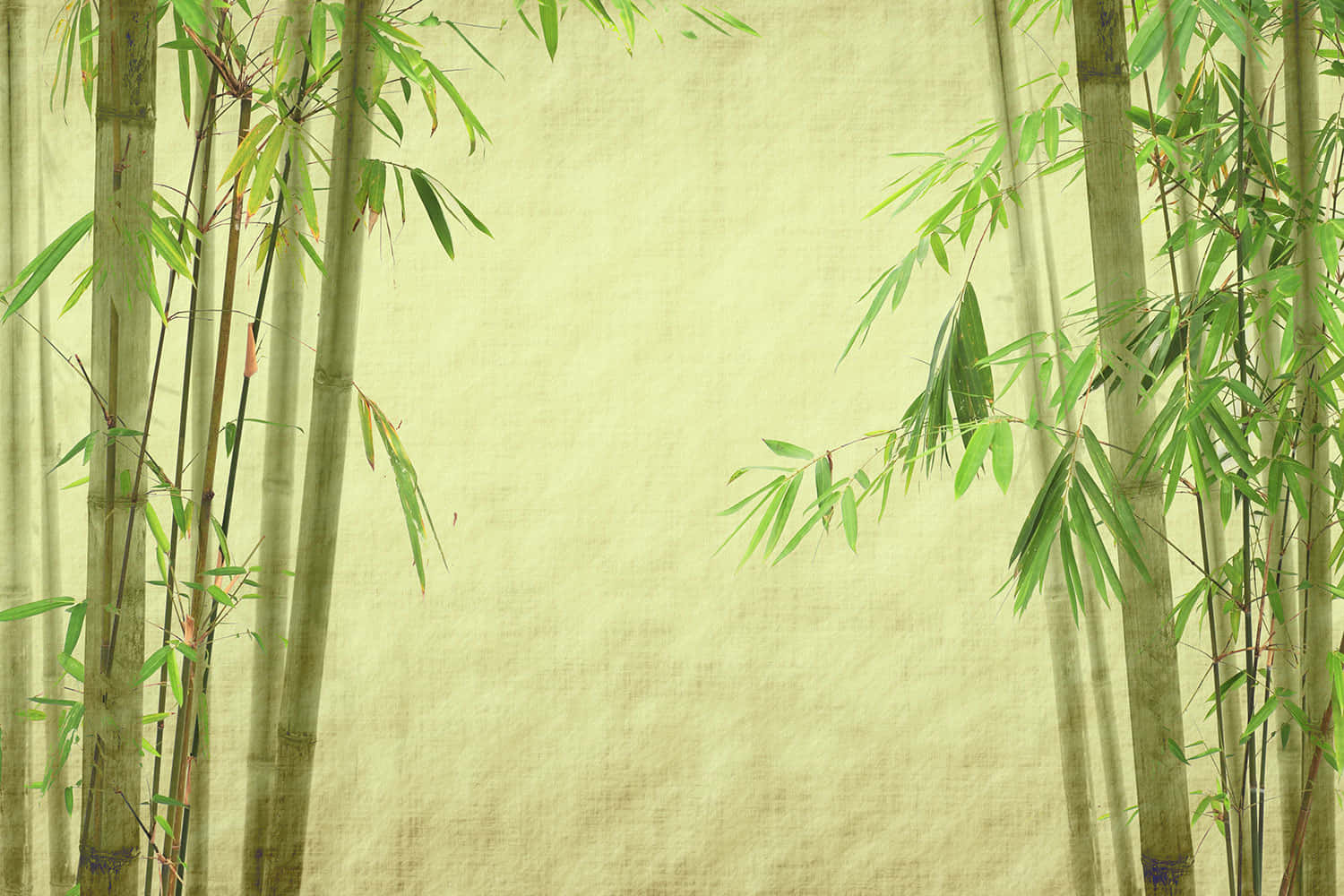 The Fresh Elegance Of Green Bamboo Background
