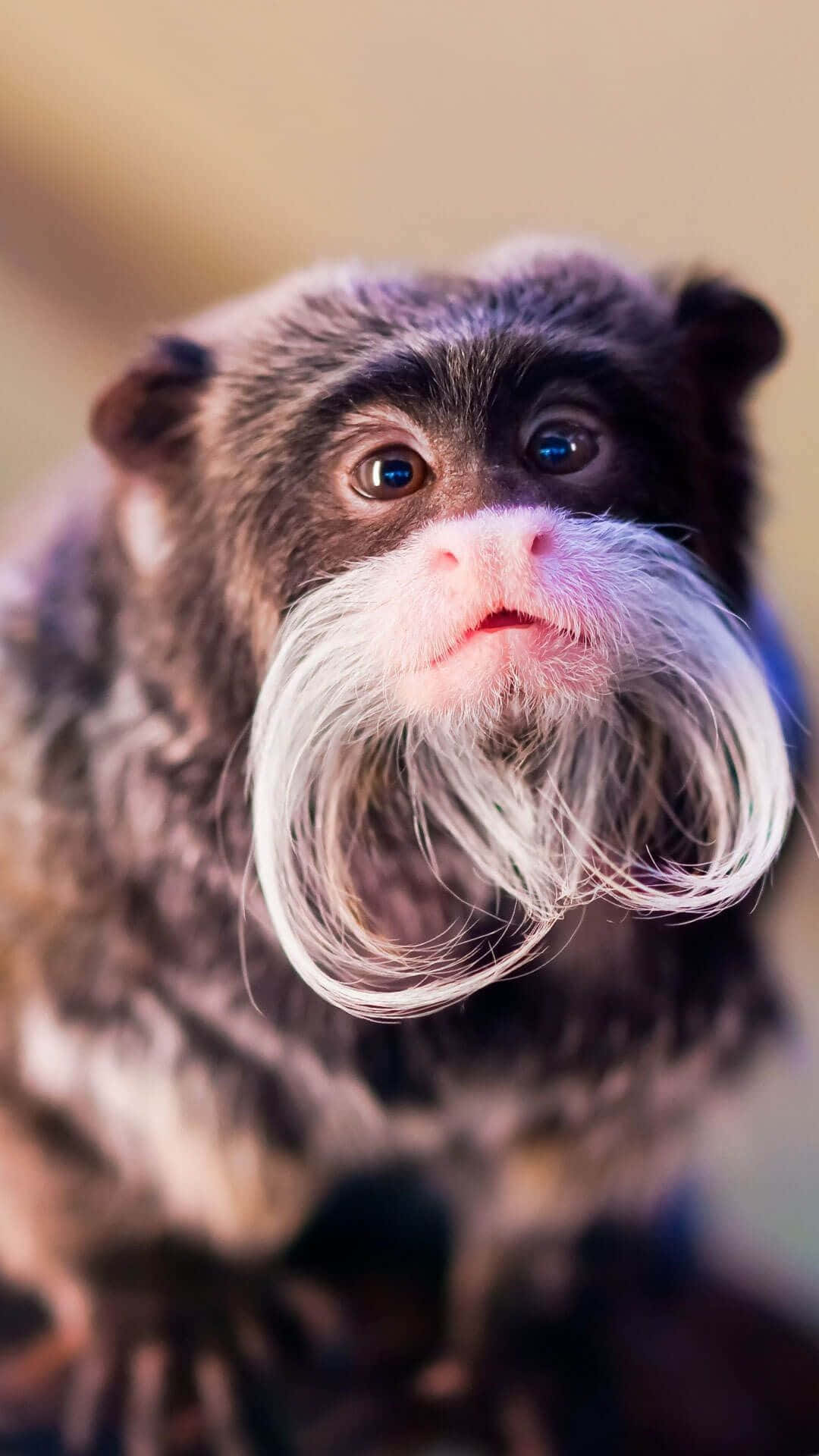 “the Funky Monkey Of The Future Is Here - The Iphone” Background