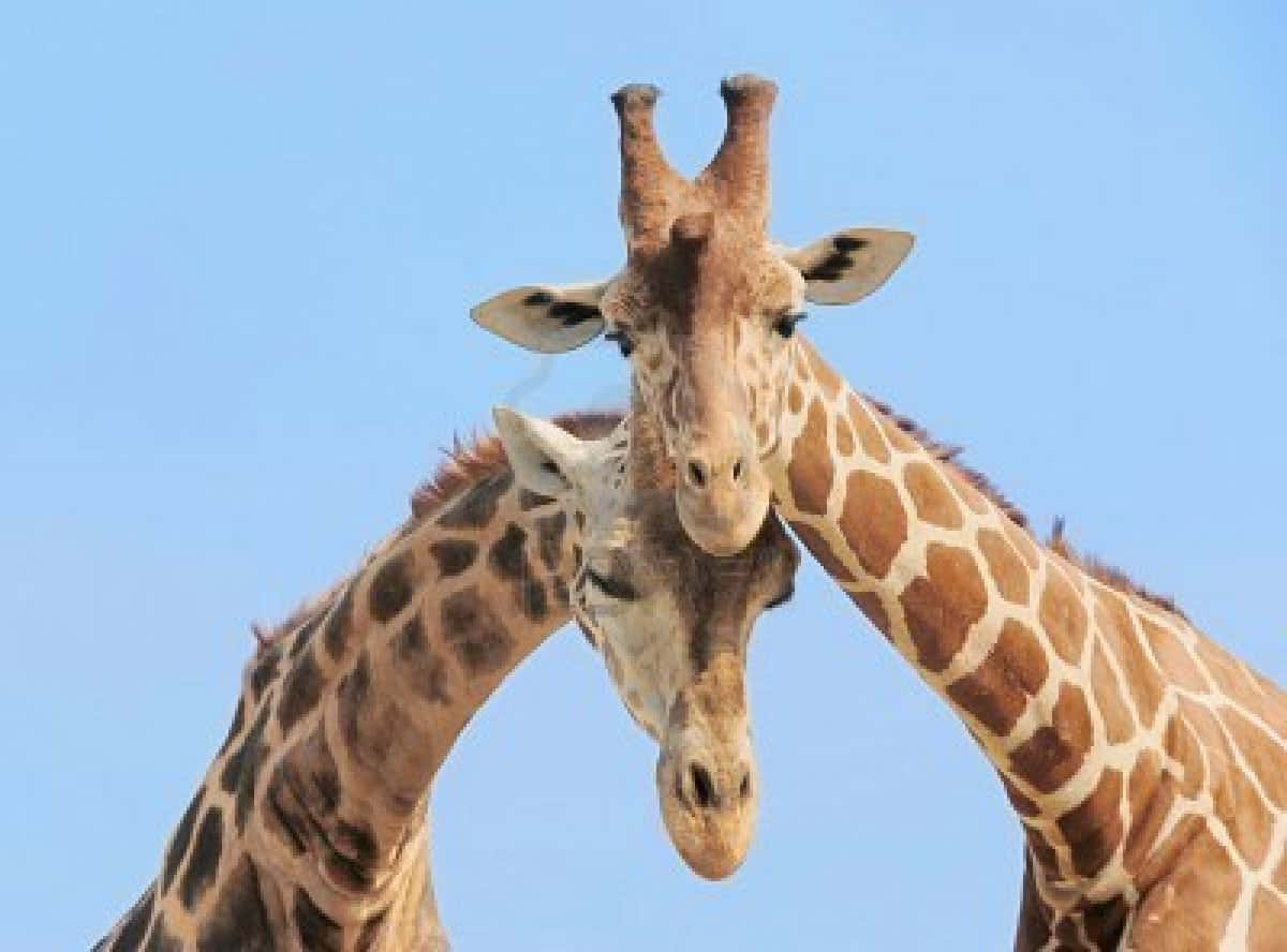 The Funniest Giraffe Around! Background