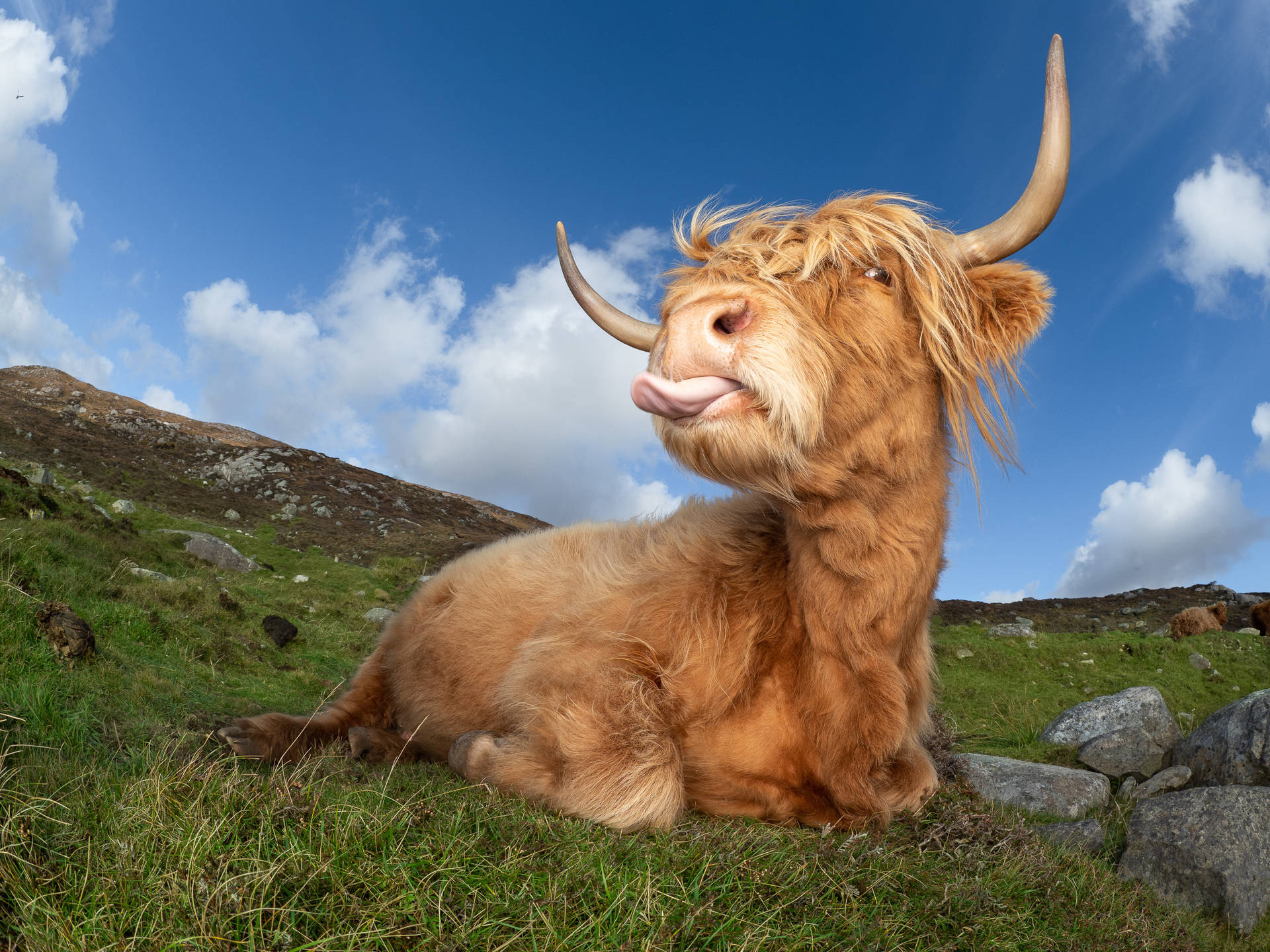 The Furry Uk Highland Cattle Background