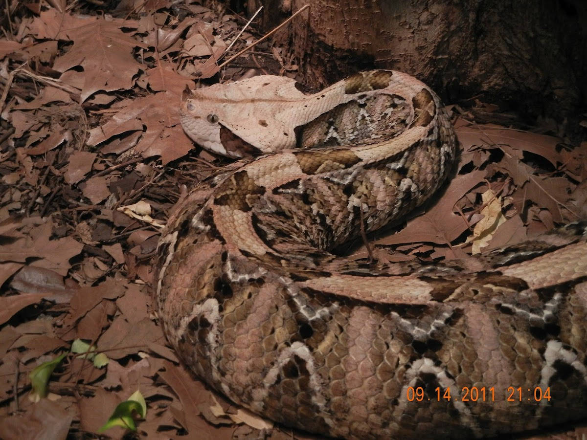 The Gaboon Viper Huge Crawling Snake Background