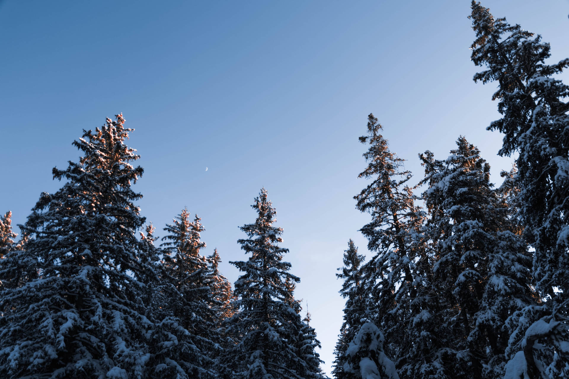 The Glow Of Fresh Snow On A Pine Forest Background