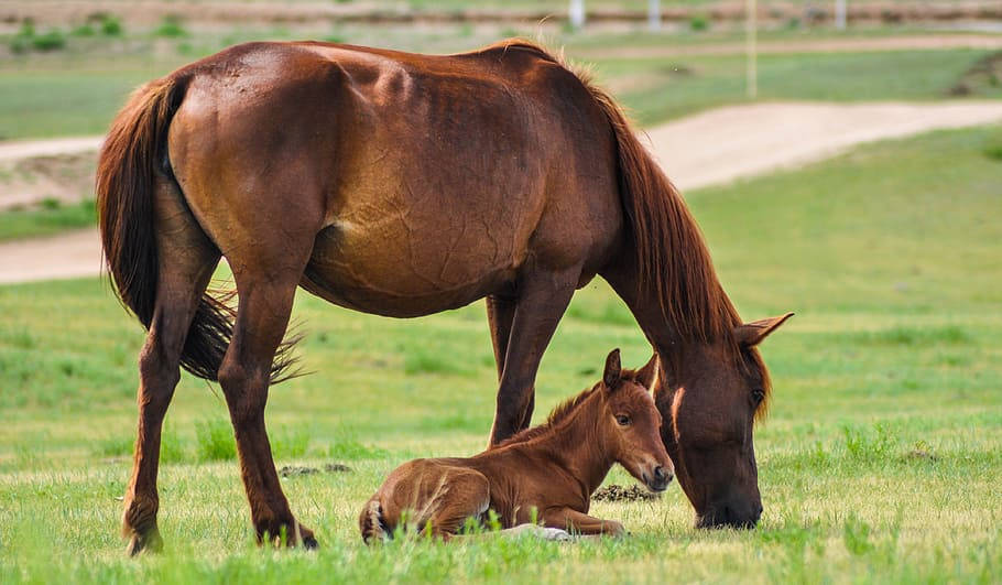 The Horses Of The Mongolias Background