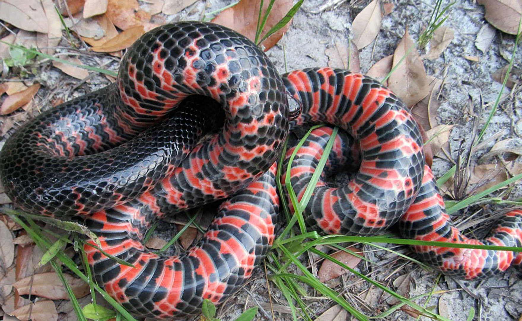 The Intricate Beauty Of A Mud Snake Background