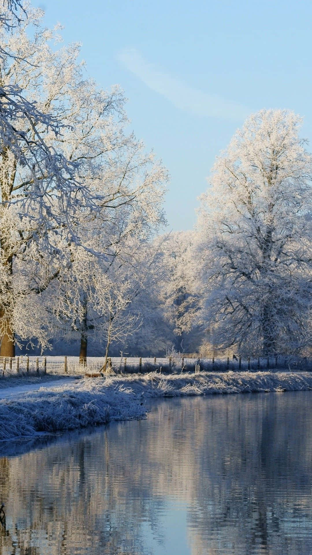 The Iphone 6 Plus Blending In With Nature