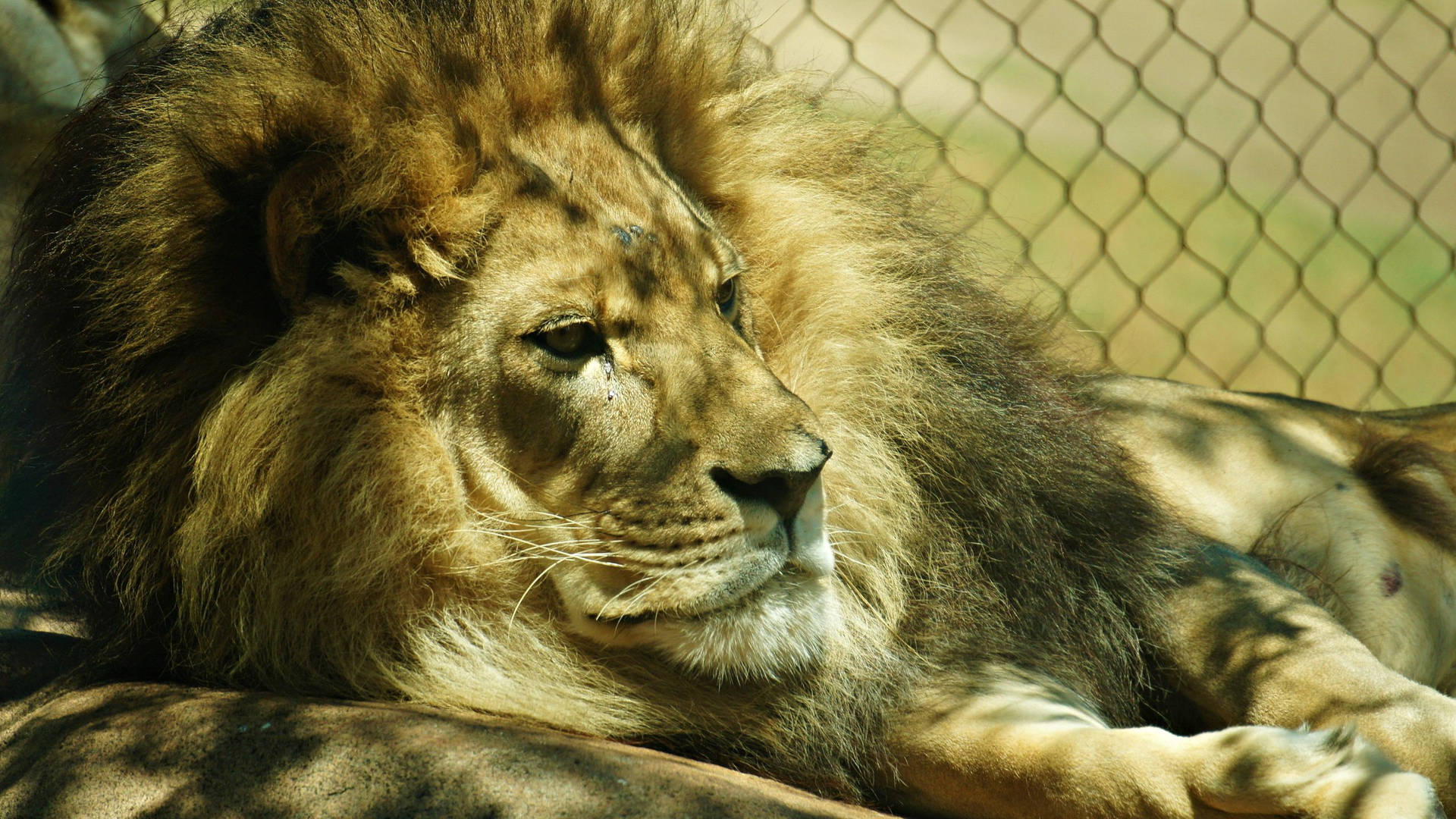 The King Of Beasts - A Majestic Lion Background