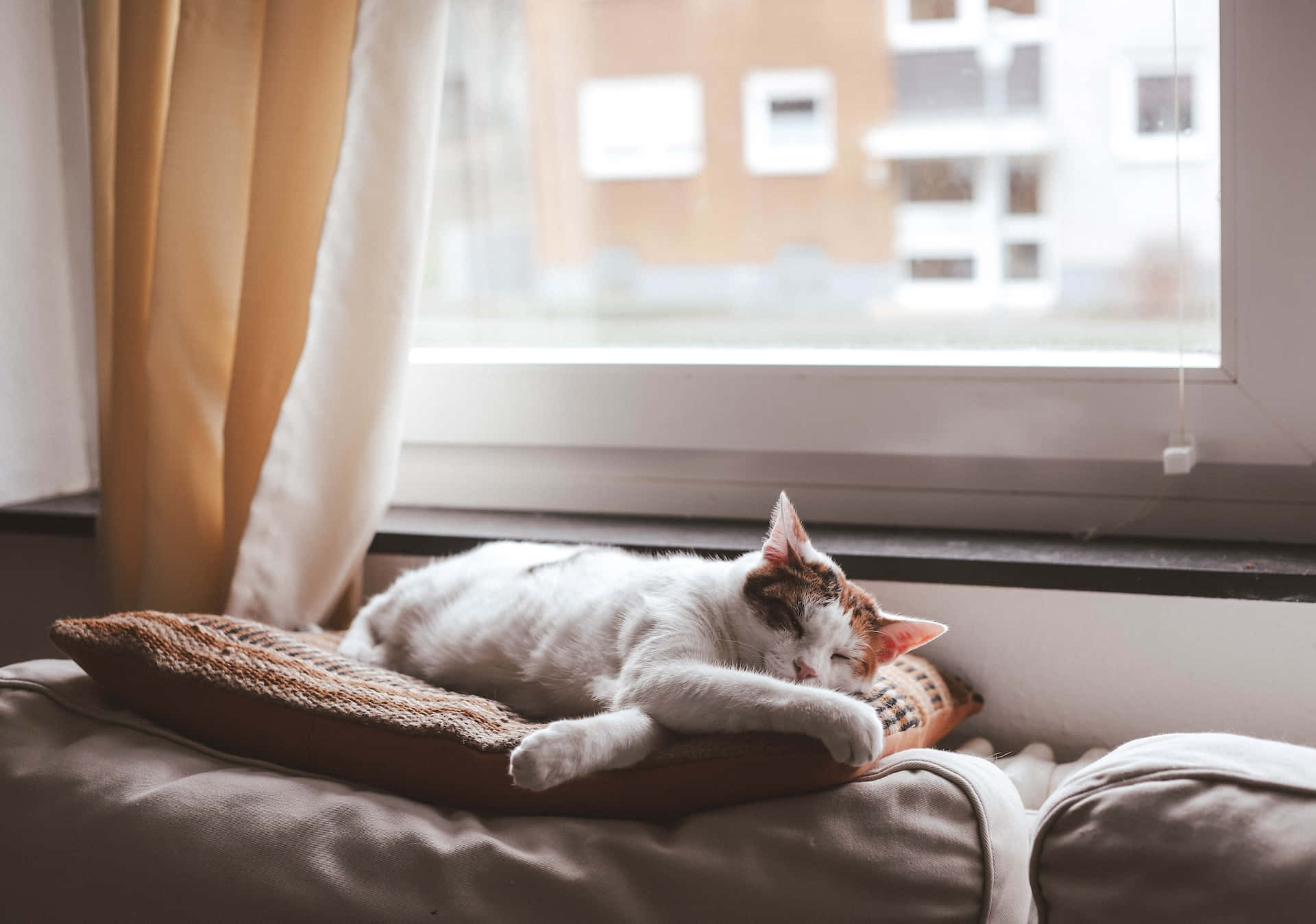The Lackadaisical Life Of A Feline Background