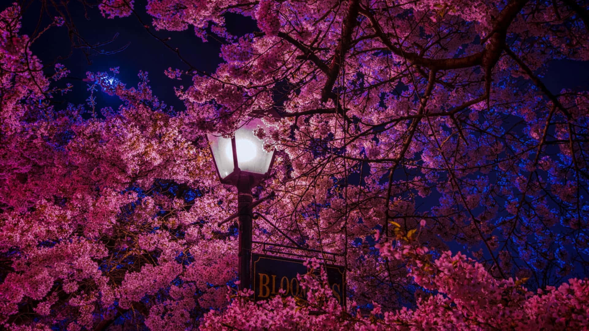 The Lamp And The Aesthetic Cherry Blossom Background