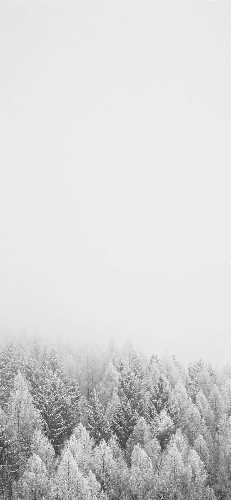 The Latest Iphone 11 In White Background