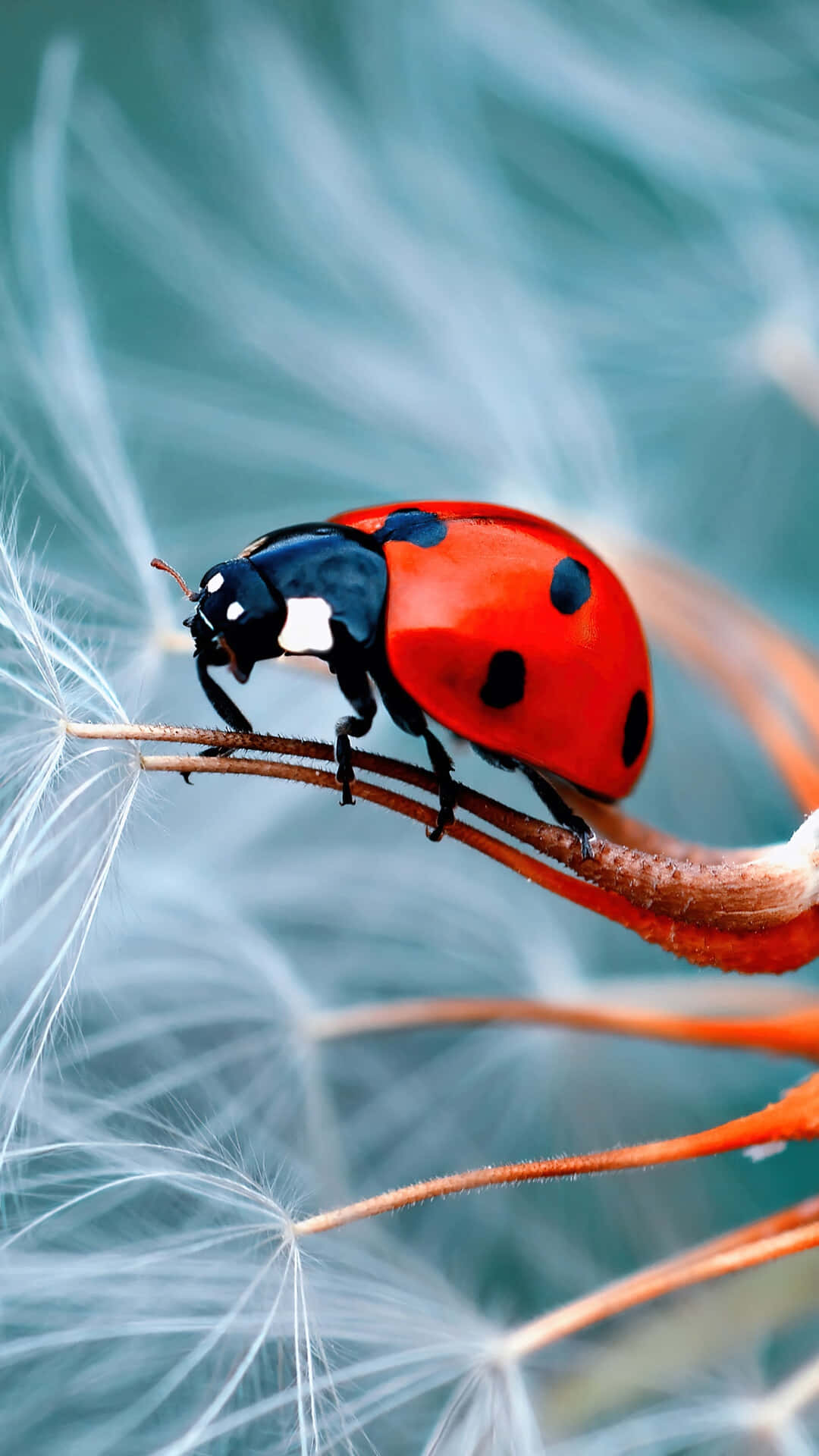 The Latest Ladybug-designed Iphone – Stunning And Unique Background