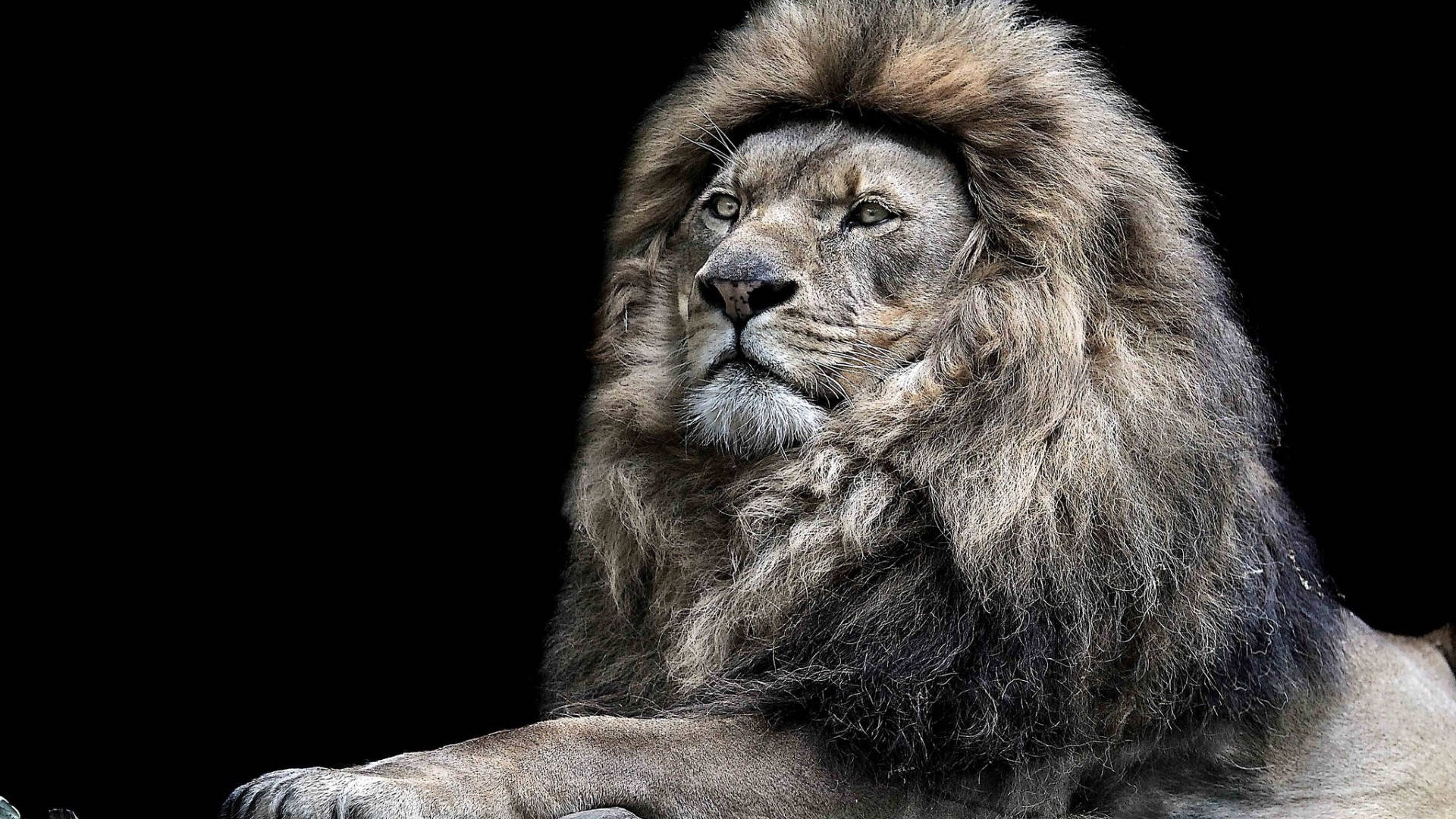 The Lion King Male Lion