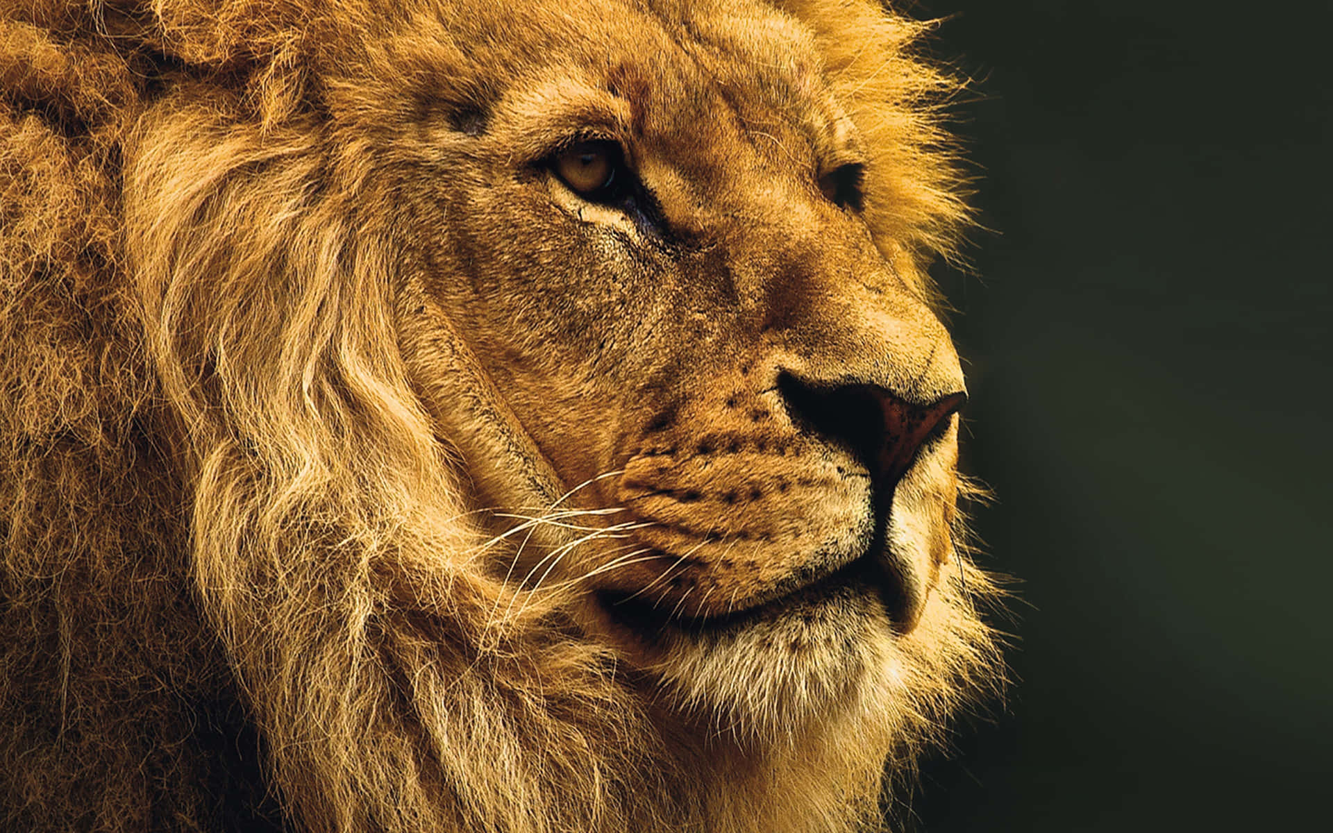 The Lion's Head National Geographic Desktop Background