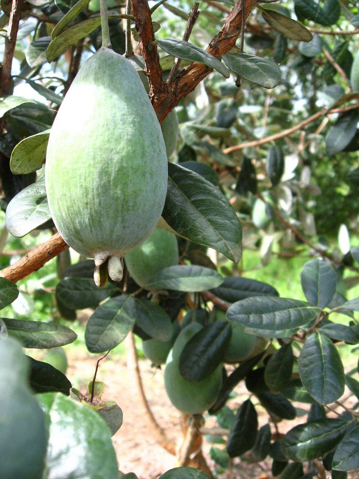 The Lone Feijoa On A Tree