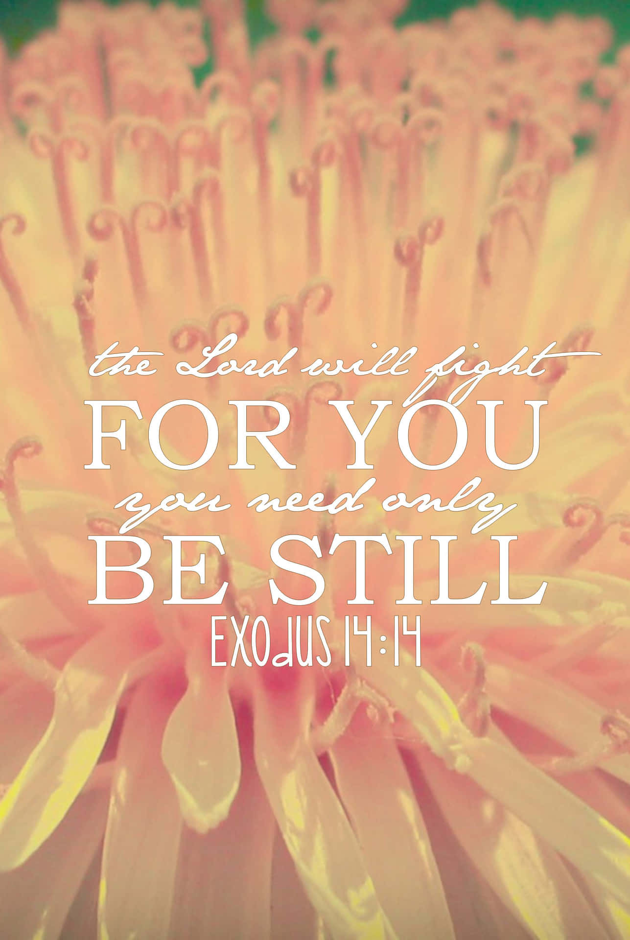 The Lord Will Fight For You, You Need Only Be Still Exodus 11 Background