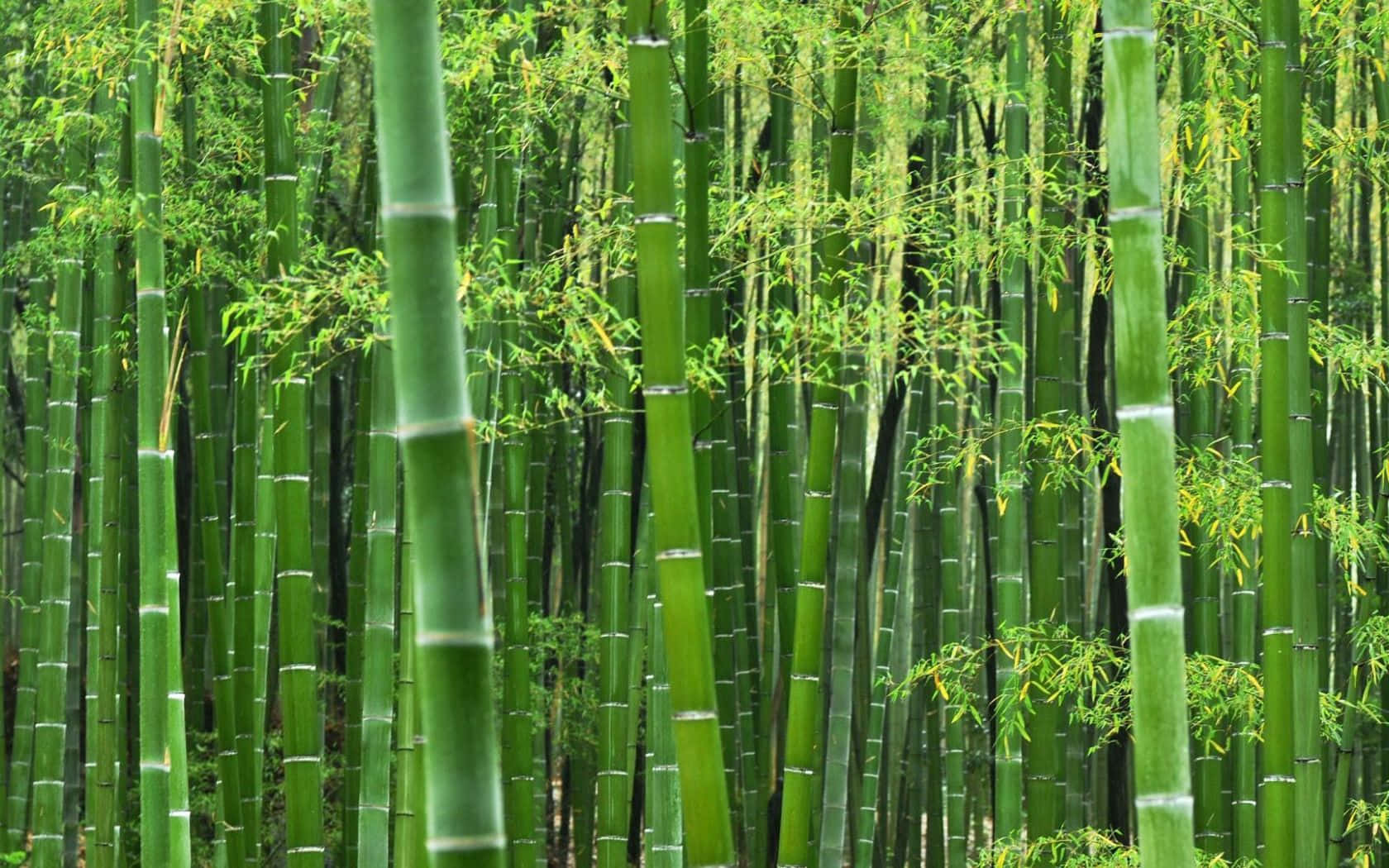 The Lush, Vibrant Beauty Of Bright Green Bamboo Background