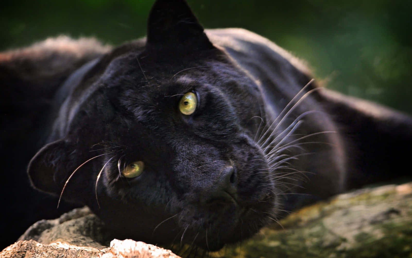 The Majestic Beauty Of A Cool Black Panther Animal Background