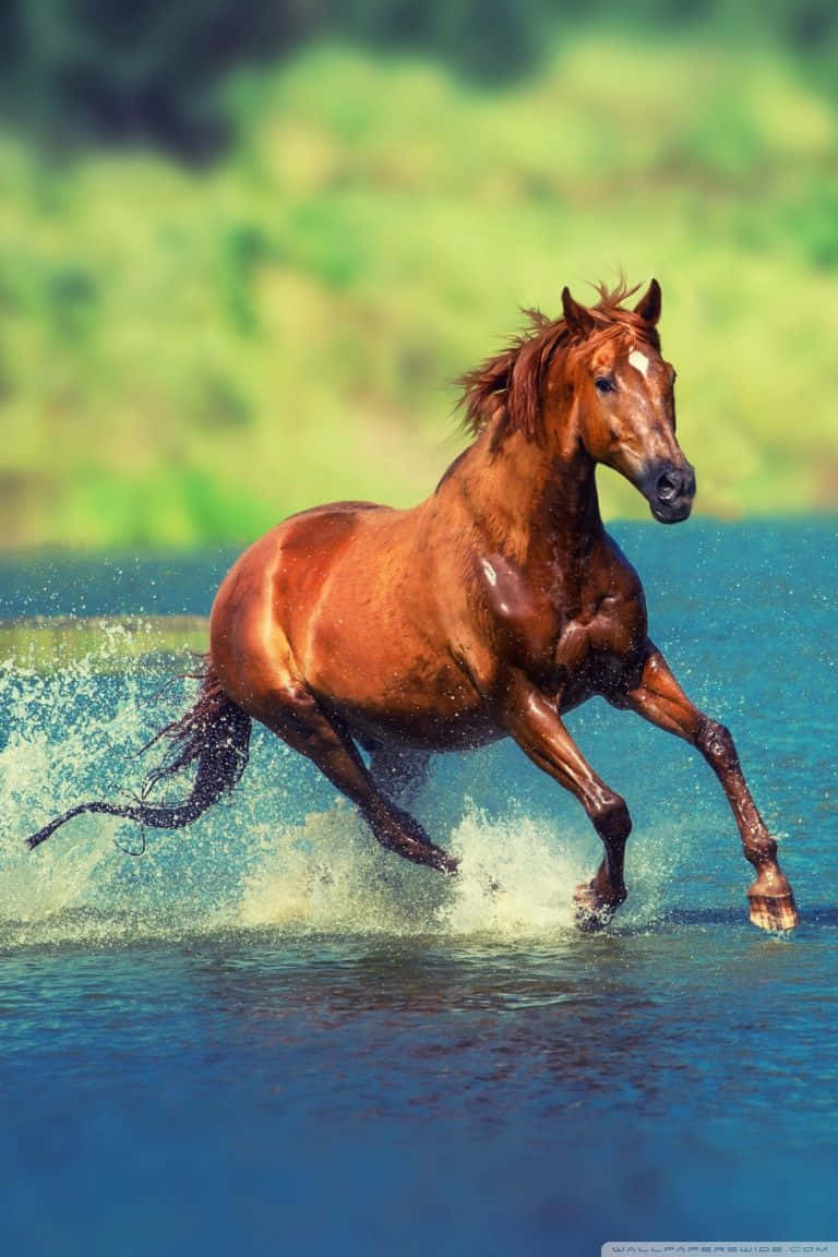 The Majestic Beauty Of A Horse Background