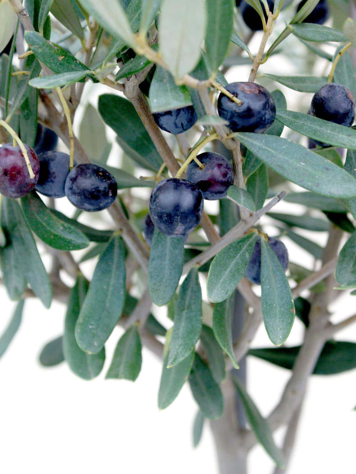 The Majestic Beauty Of An Olive Tree Background