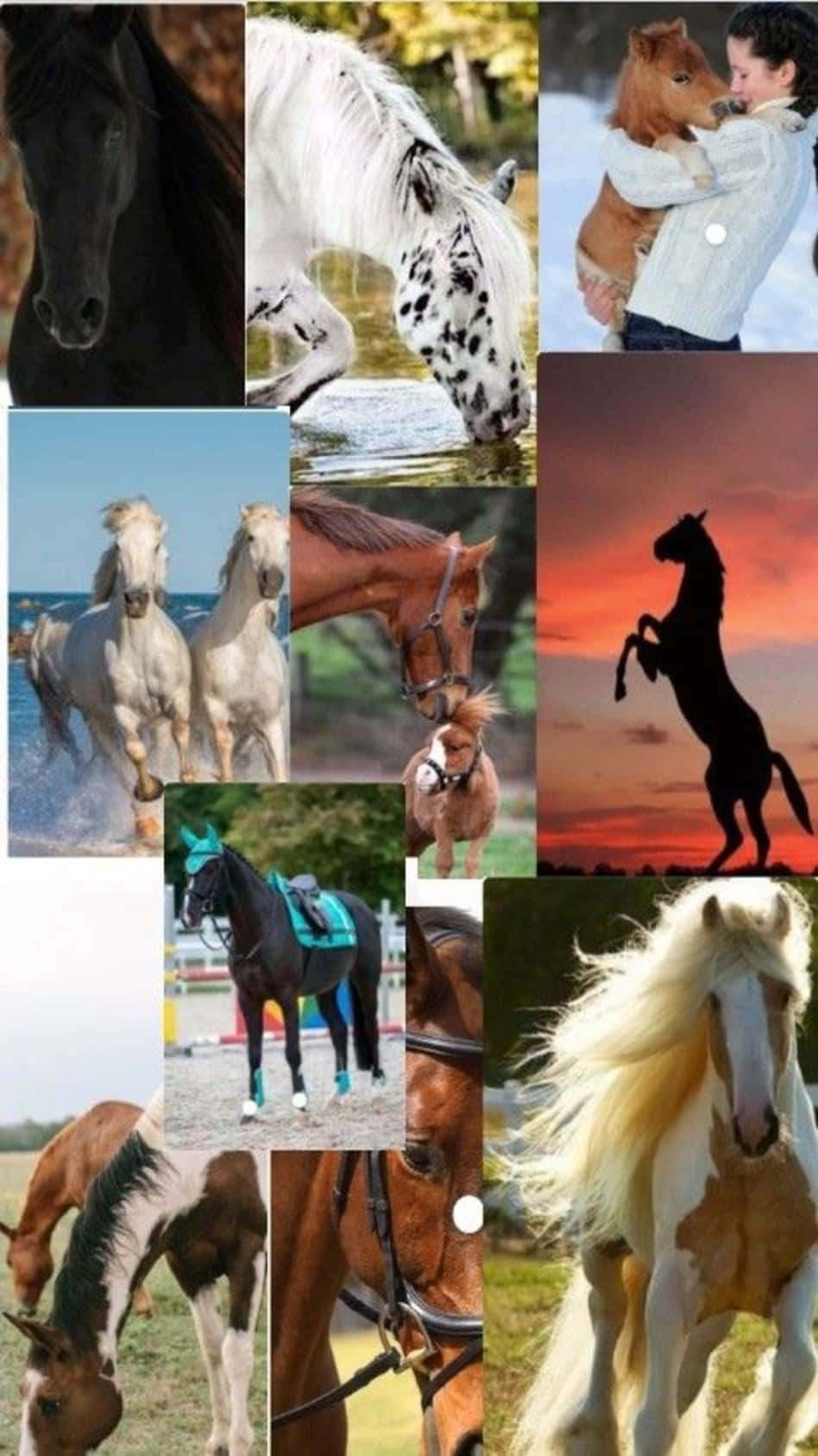 The Majestic Beauty Of Horses In One Collection Background