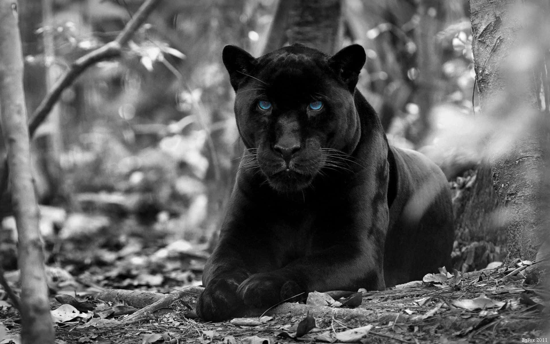 The Majestic Black Jaguar Background