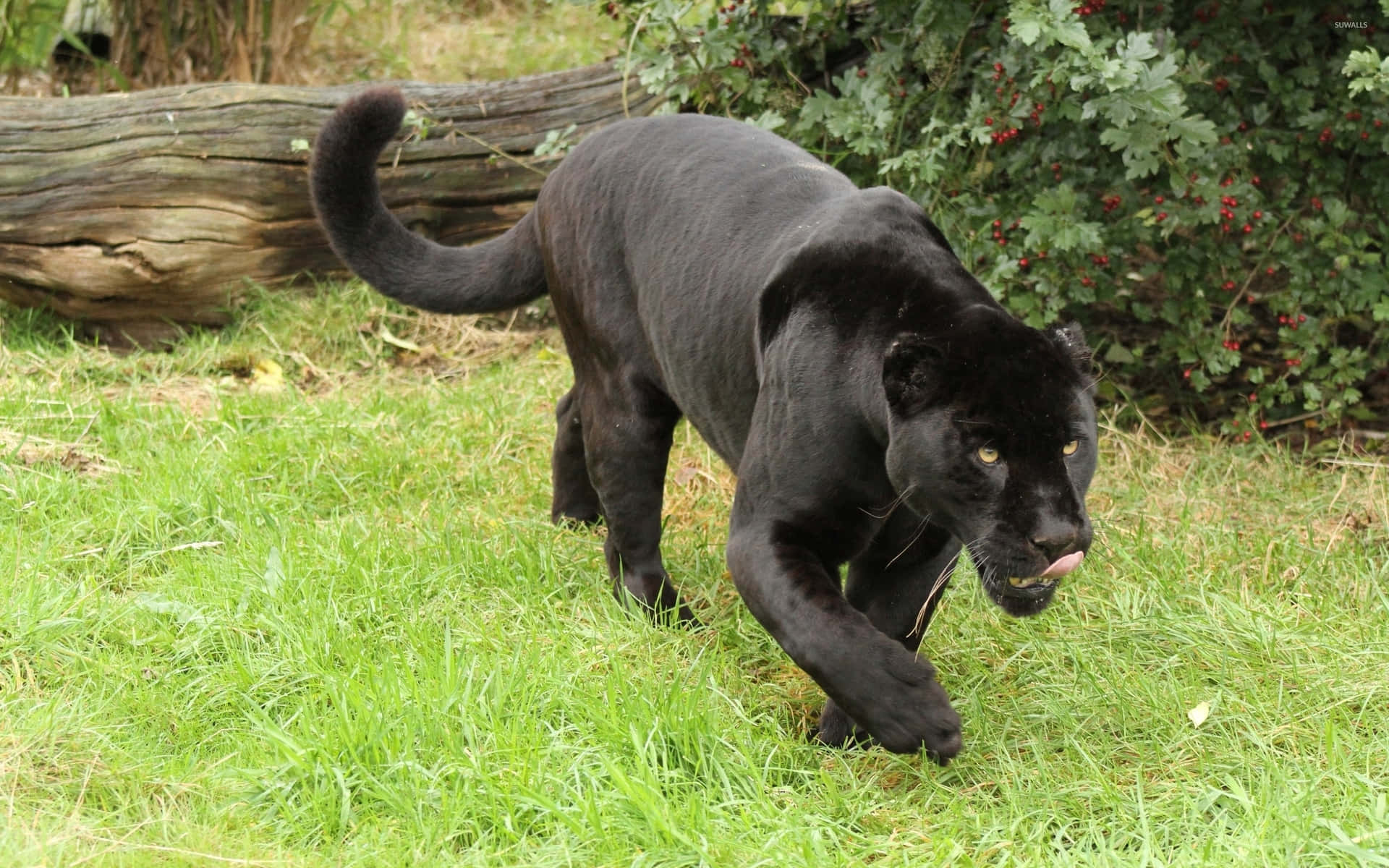 The Majestic Black Jaguar Background