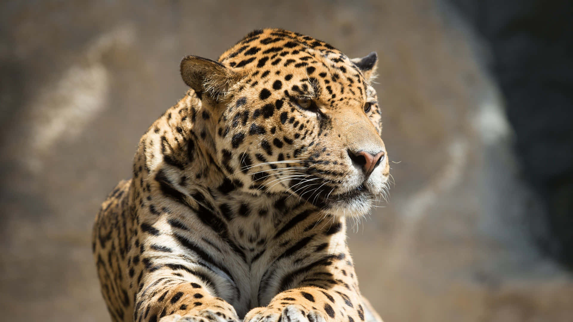 The Majestic Black Jaguar Background