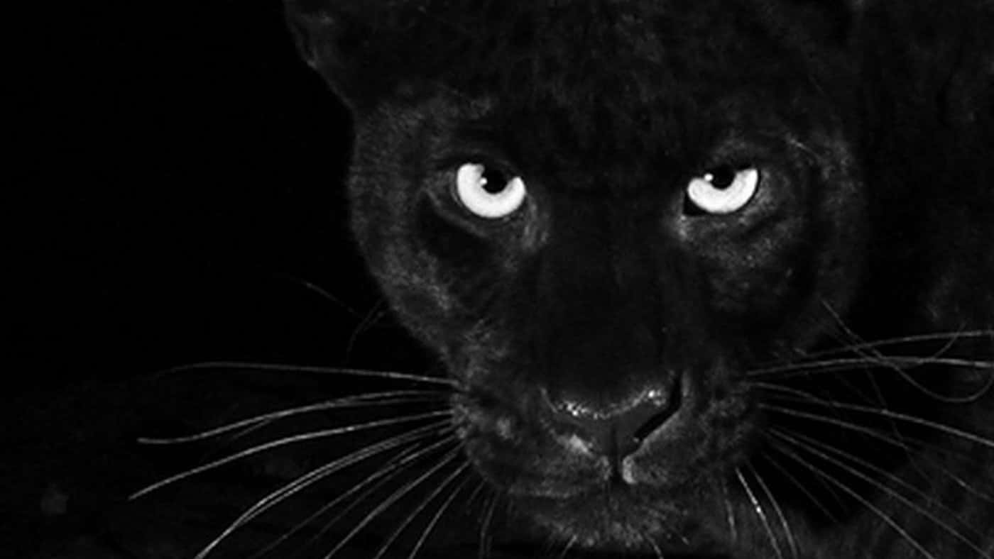 The Majestic Black Leopard Background