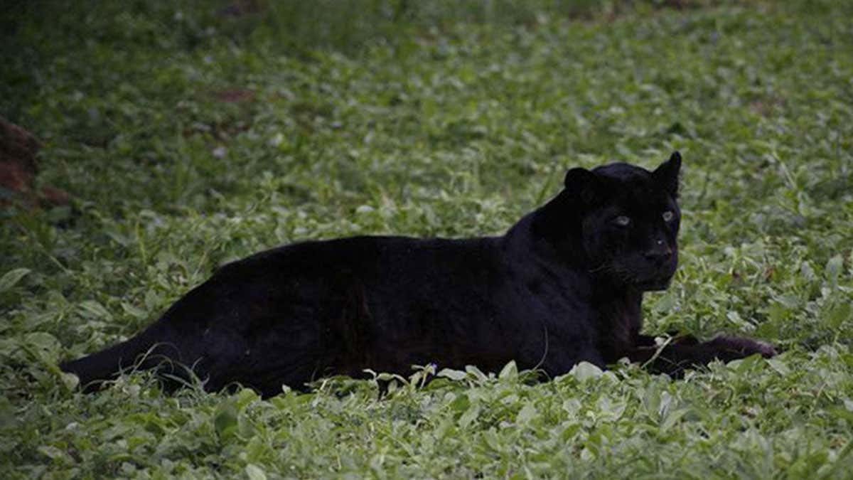 The Majestic Black Leopard Background