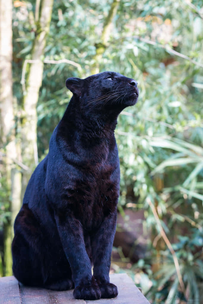 The Majestic Black Leopard Background