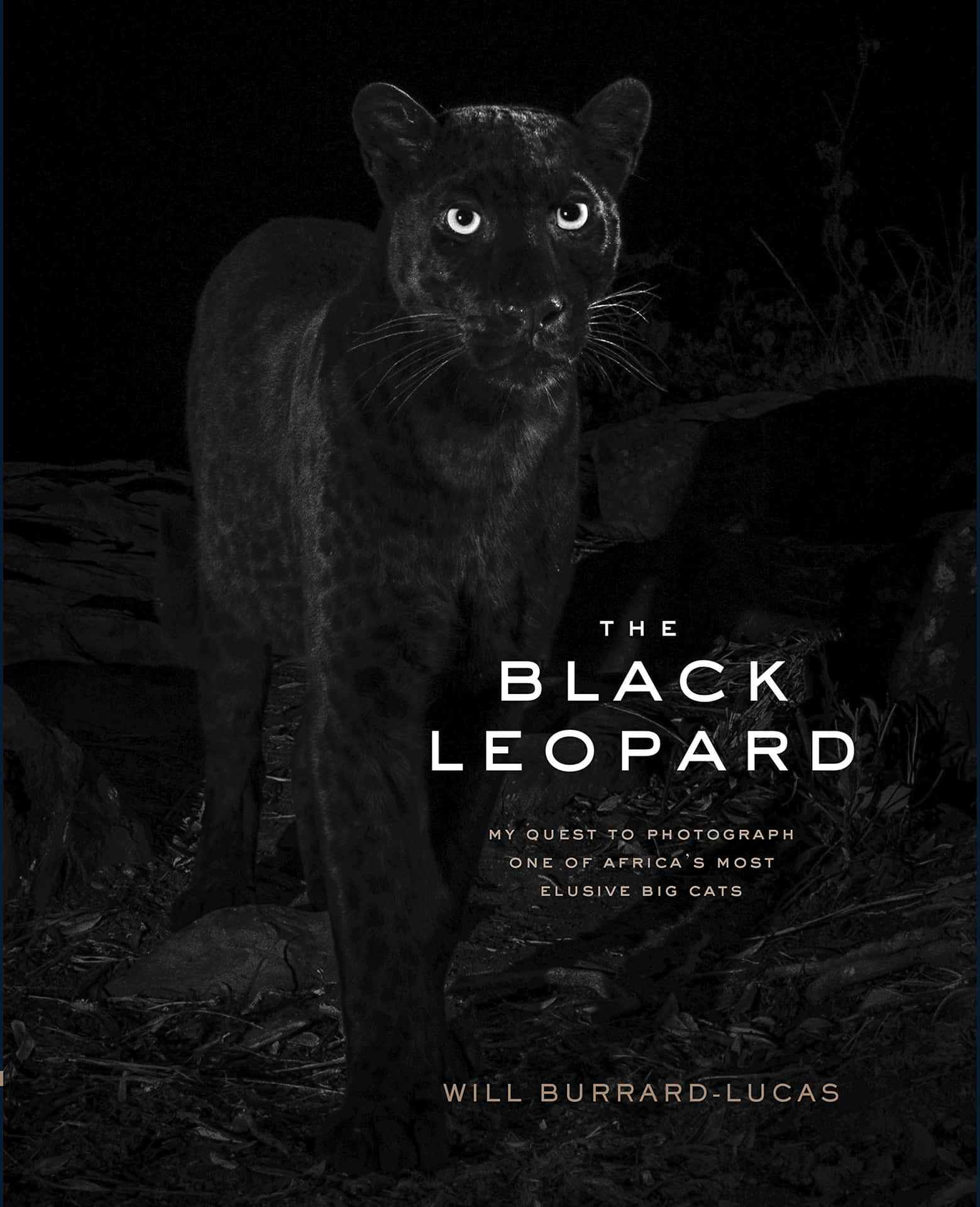 The Majestic Black Leopard Background