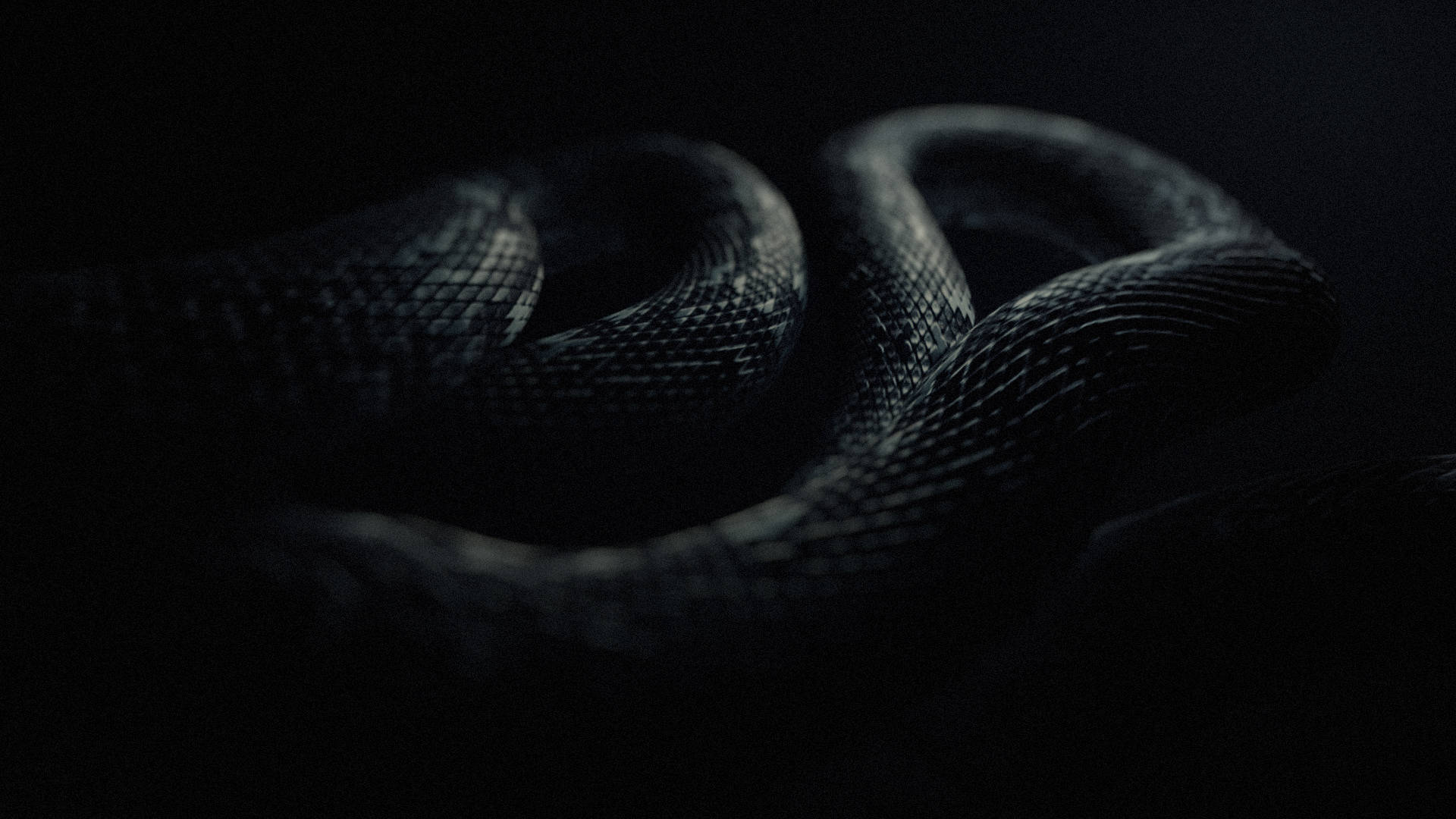 The Majestic Black Mamba Snake Background