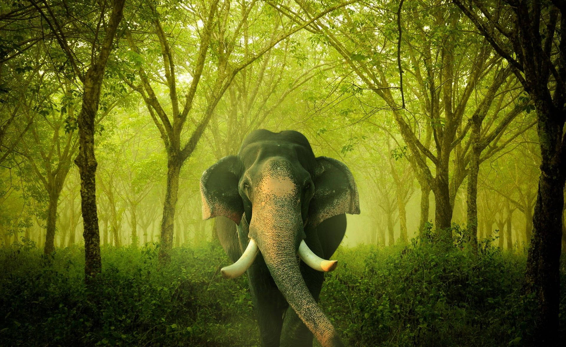 The Majestic Elephant