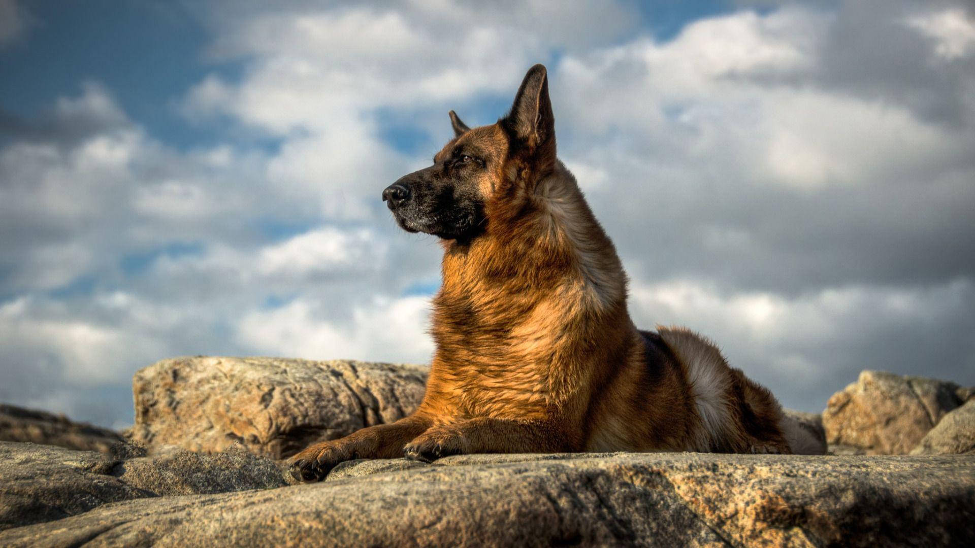 The Majestic German Shepherd Posing In The Great Outdoors. Background