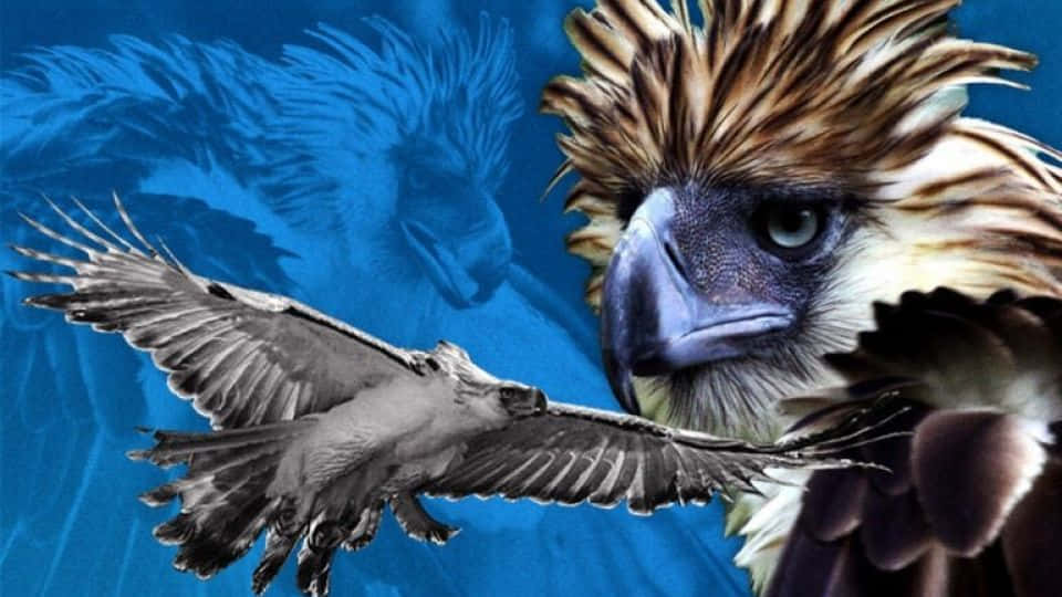 The Majestic Philippine Eagle In Flight Background