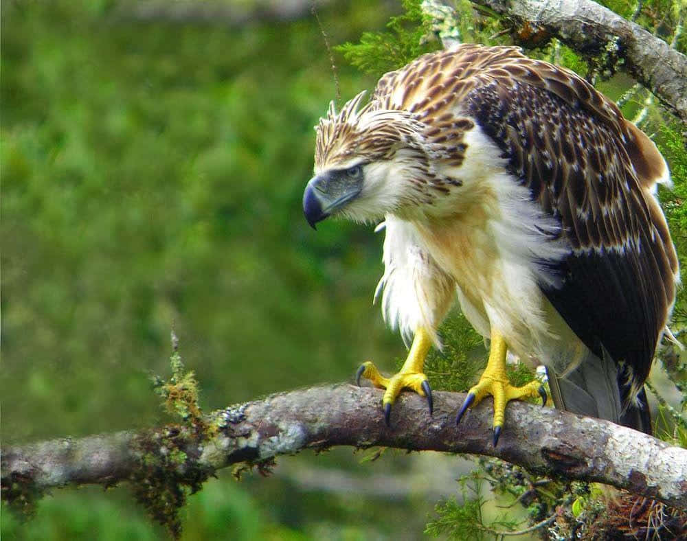 The Majestic Philippine Eagle In Its Natural Habitat Background