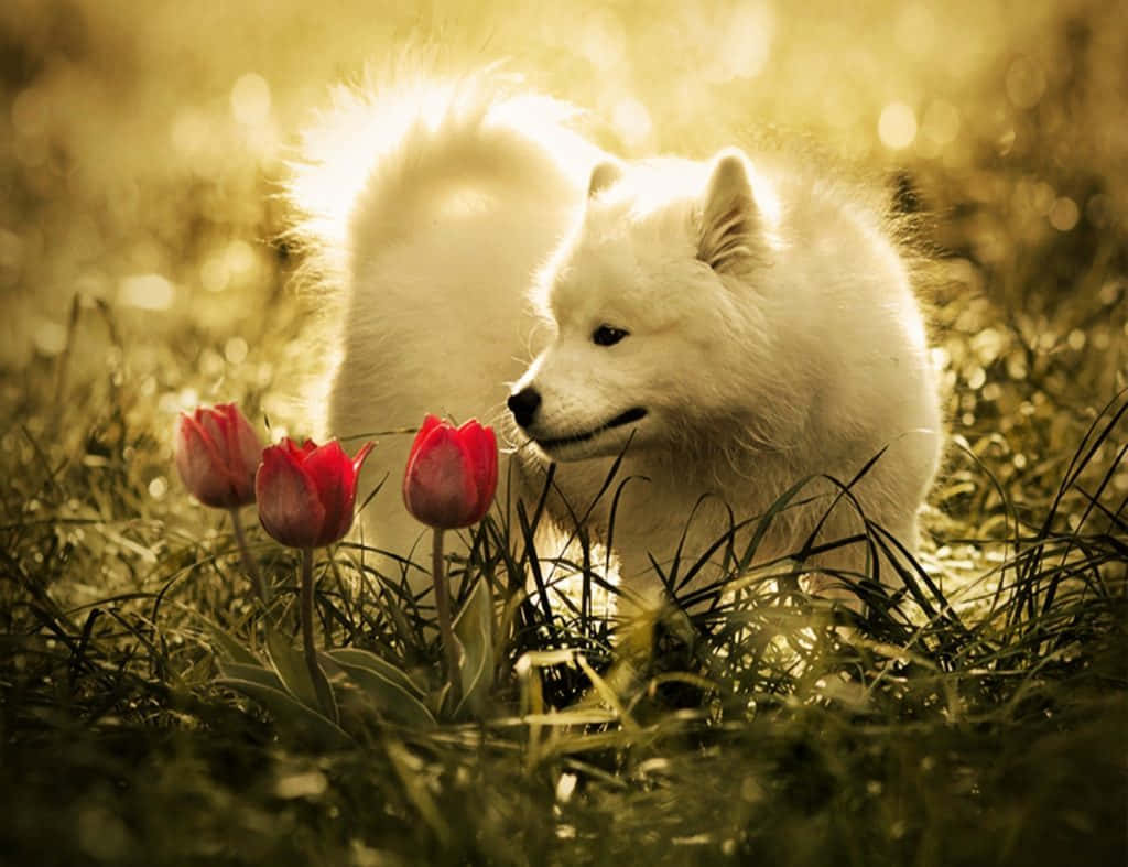 The Majestic White Pretty Wolf Background