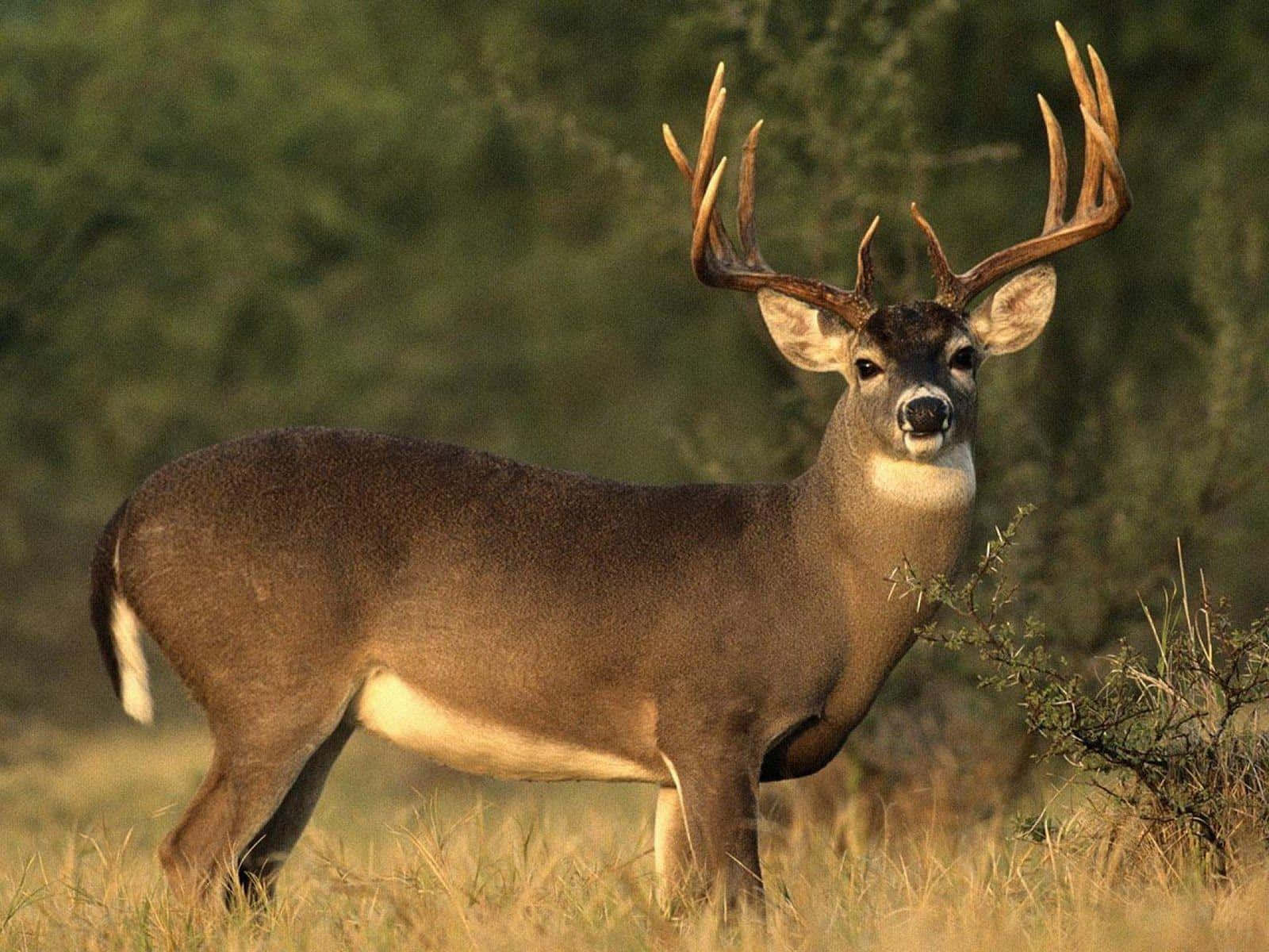 The Majestic Whitetail Deer. Background
