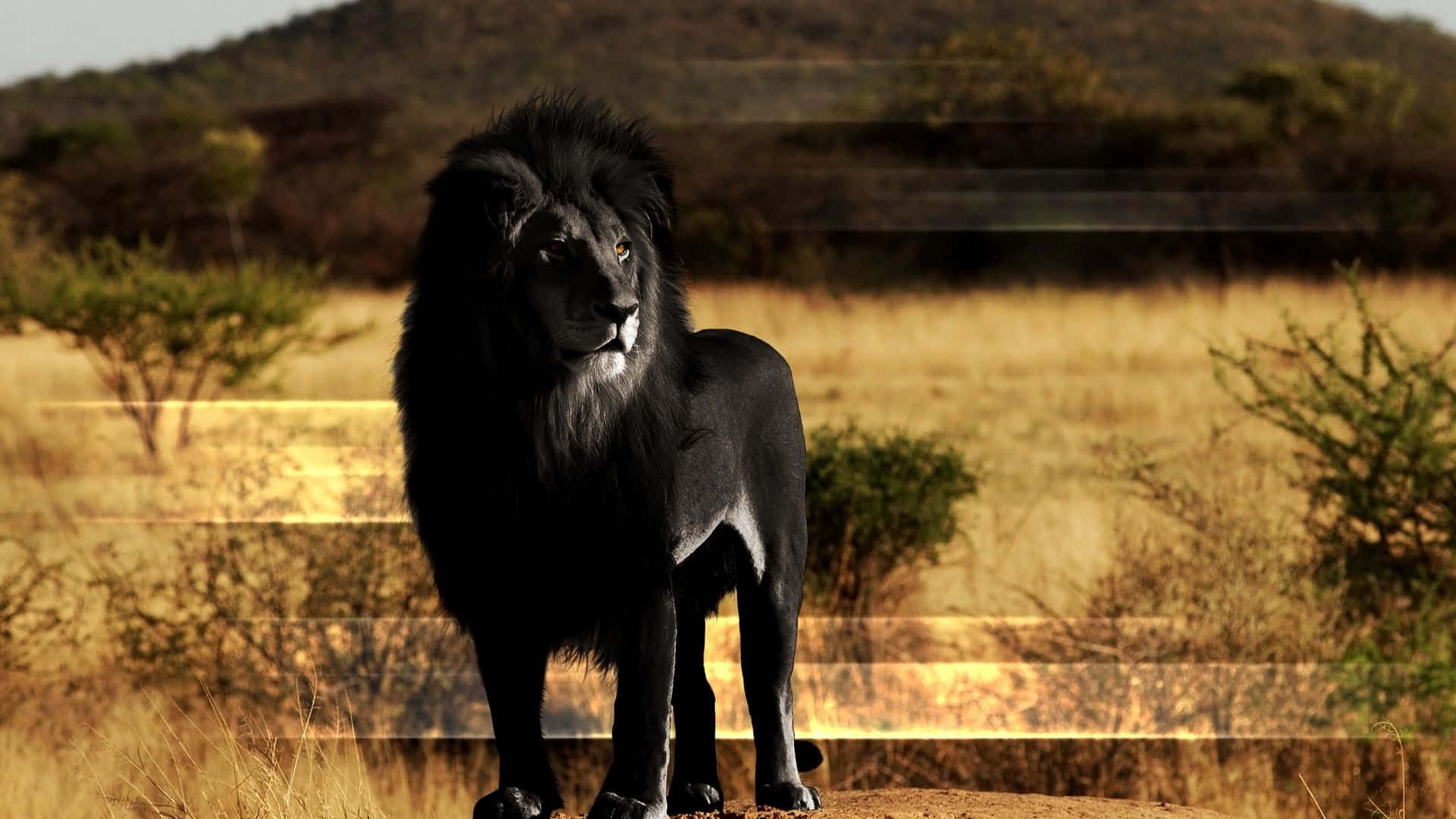 The Majesty Of A Black Lion Background