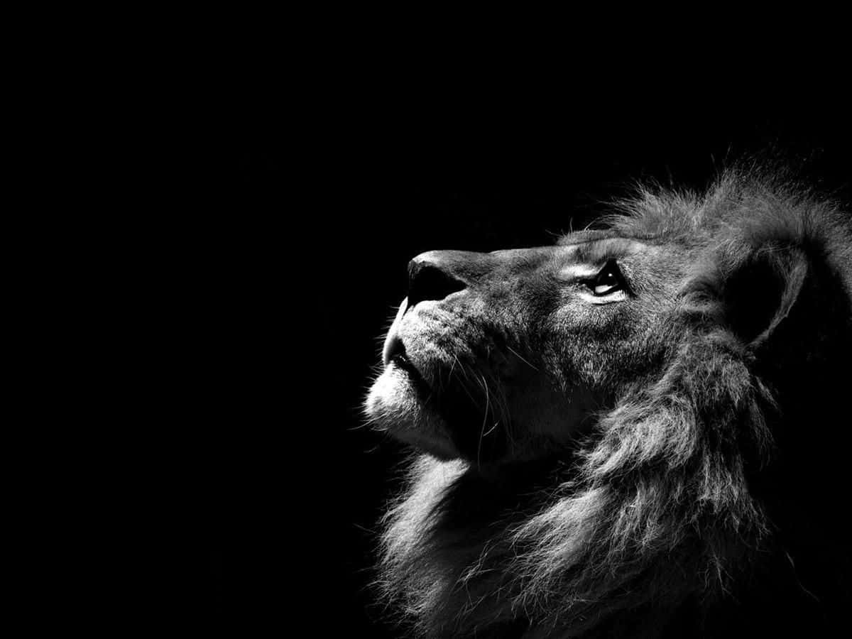 The Majesty Of A Noble Black Lion Background