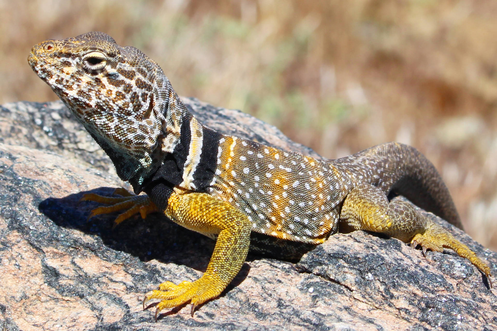 The Mesmerizing Beauty Of A Collared Lizard Background