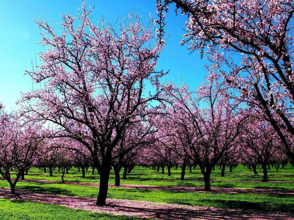 The Most Beautiful Spring Scene With Blooming Flowers And Lush Greenery Background