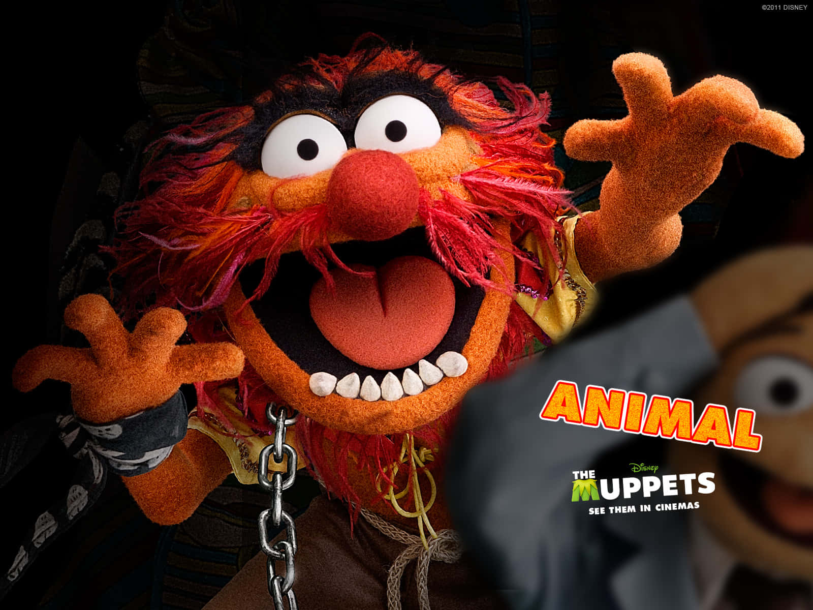 The Muppets Animal Wallpaper Background