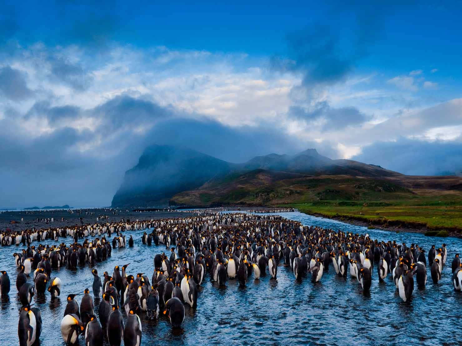 The National Geographic Desktop Penguin Background