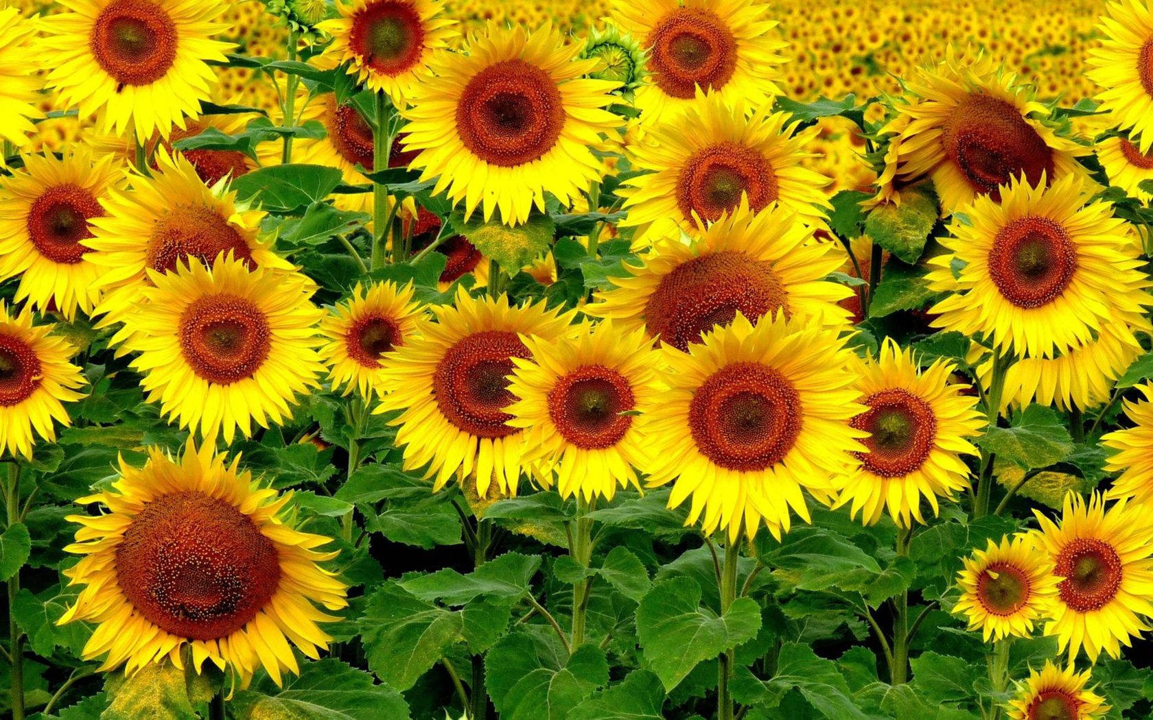 The Natural Beauty Of Sunflowers And Roses Background