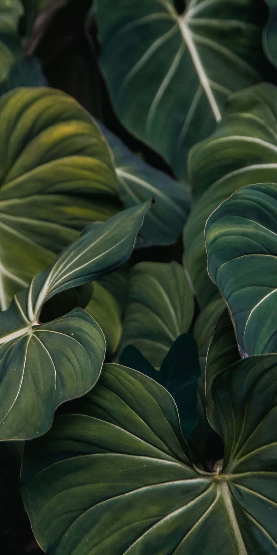 The Perfectly Crafted Plant Phone Background